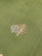 Pistachio Pearl Raw Mango Silk